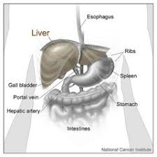 DISEASES OF THE LIVER