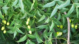 AZADIRACHTA INDICA A SYNOPSIS OF ITS PATHOGENESIS