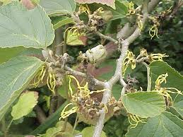 THE DISTILLED EXTRACT OF HAMAMELIS