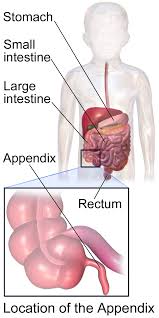 SOME REMARKS ON APPENDICITIS