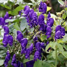 A CASE OF ACONITE POISONING