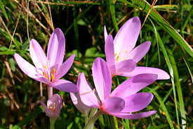SOME EXPERIENCE WITH COLCHICUM