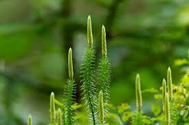 LYCOPODIUM IN A SUSPECTED CASE OF BLACK-FEVER